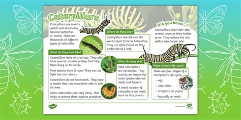 katepilar|caterpillar fact sheet.